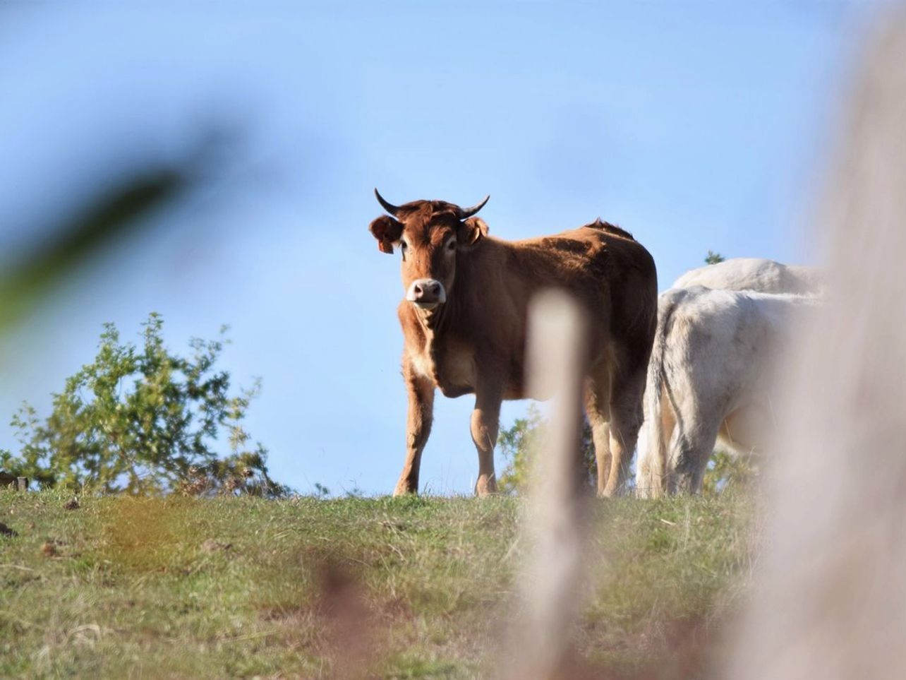 Low sun raking sideways across the pasture and calves